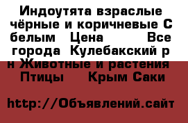 Индоутята взраслые чёрные и коричневые С белым › Цена ­ 450 - Все города, Кулебакский р-н Животные и растения » Птицы   . Крым,Саки